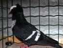 Blog consacr aux races de pigeons de couleur